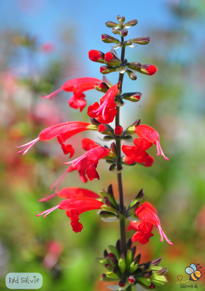 Salvie blodsalvie - Salvia coccinea