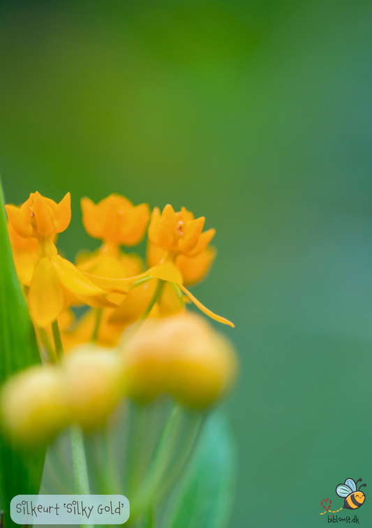 Silkeplante - Asclepias curassavica 'Silky Gold'