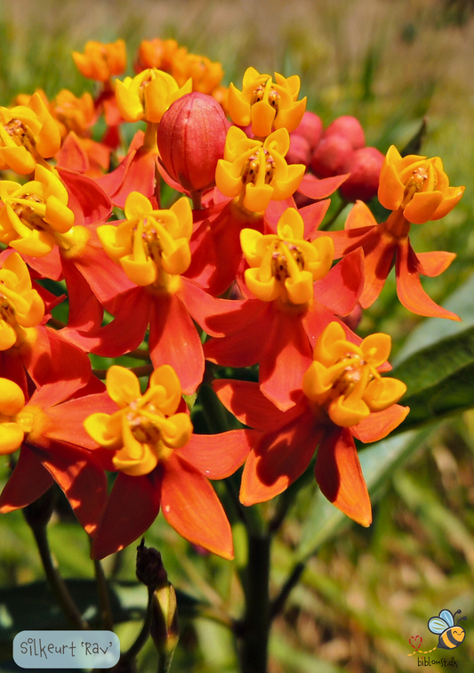 Silkeplante Rav - asclepias curassavica