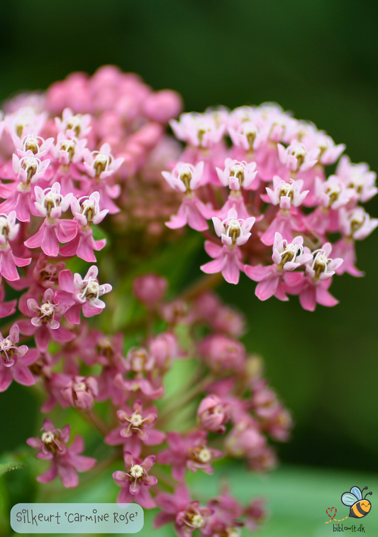 Silkeurt 'Carmine Rose' - Asclepias incarnata