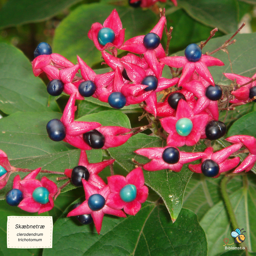Skæbnetræ - clerodendrum trichotomum