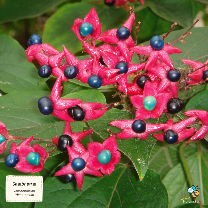 Skæbnetræ - clerodendrum trichotomum