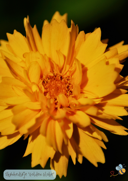 Skønhedsøje 'Golden Globe' - Coreopsis grandiflora
