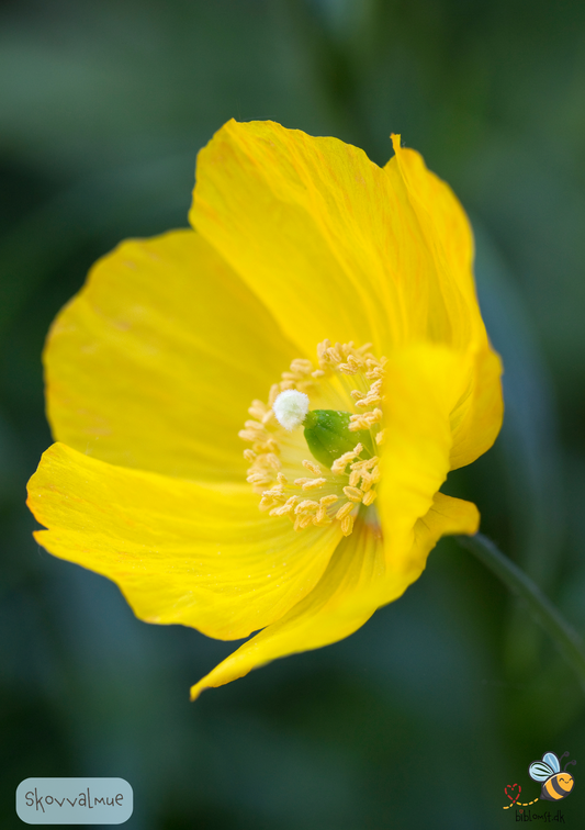 Skovvalmue - Meconopsis cambrica