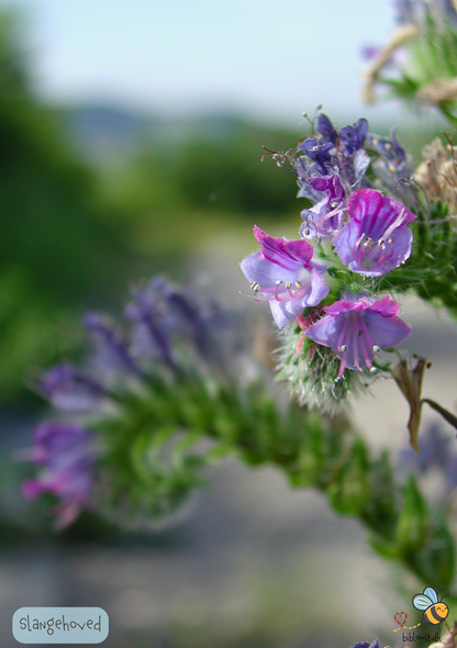 Slangehoved - echium vulgare