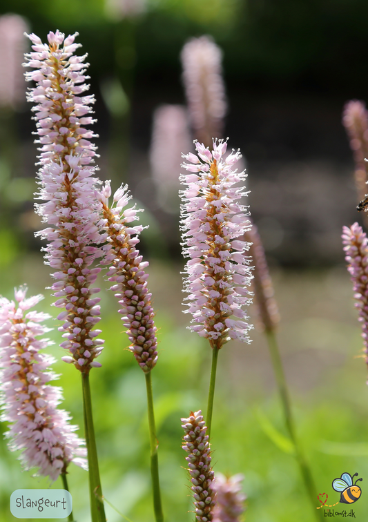 Slangeurt - Bistorta officinalis