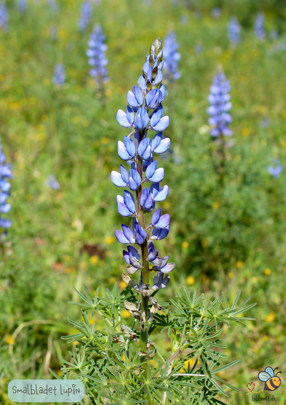 Smalbladet lupin - Lupinus angustifolius
