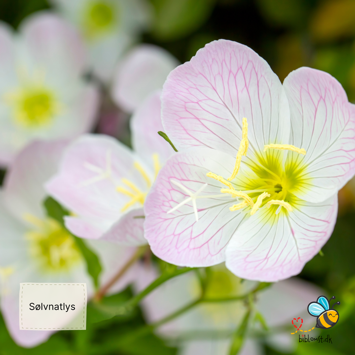 Sølvnatlys – Oenothera speciosa