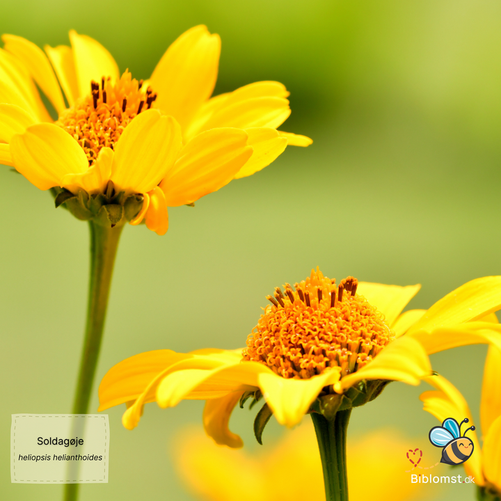 Soldagøje 'Sunburst' — Heliopsis helianthoides