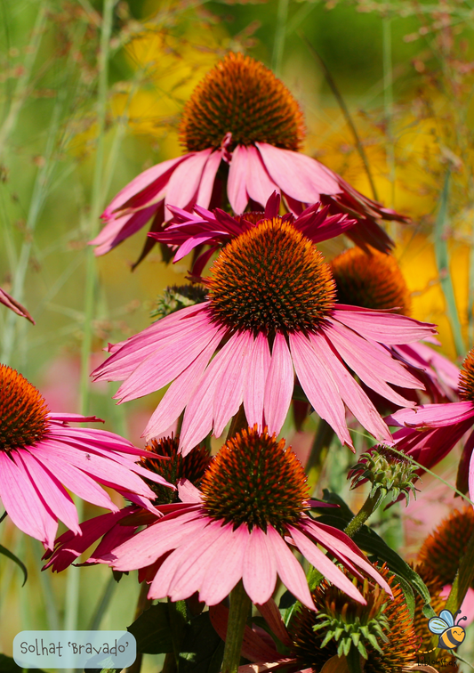 Solhat - Echinacea purpurea 'Bravado'