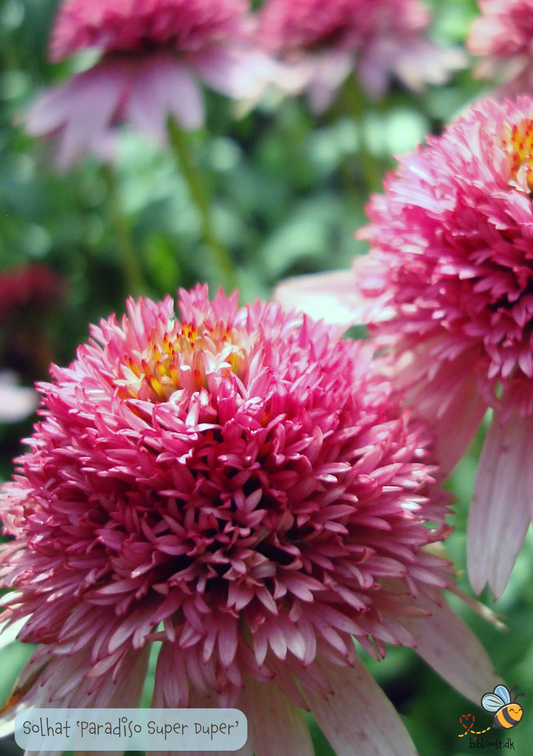 Solhat - Echinacea purpurea 'Paradiso Super Duper'