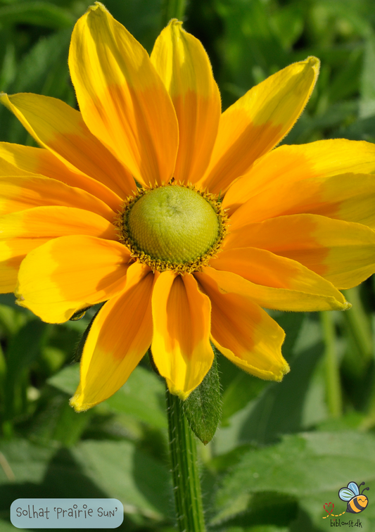 Solhat - Rudbeckia 'Prairie Sun'