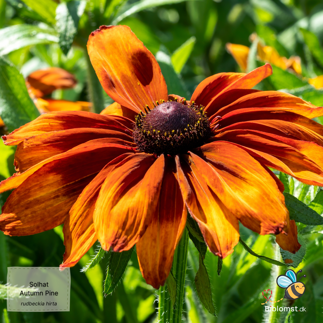 Solhat – Rudbeckia hirta ‘Autumn Pine’