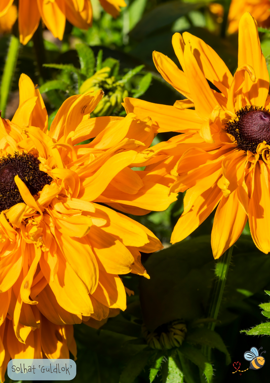 Solhat Guldlok - Rudbeckia hirta 'goldilocks'