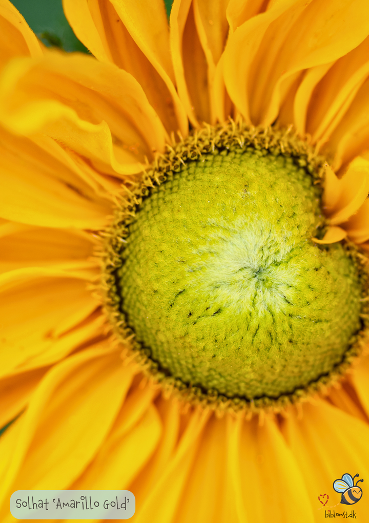 Solhat 'Amarillo Gold' Rudbeckia hirta