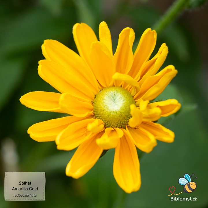 Solhat 'Amarillo Gold' Rudbeckia hirta