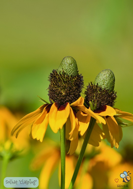 Solhat "Clasping"  - Rudbeckia amplexicaulis