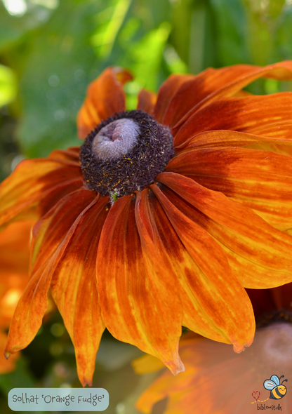 Solhat 'Orange Fudge' - Rudbeckia hirta