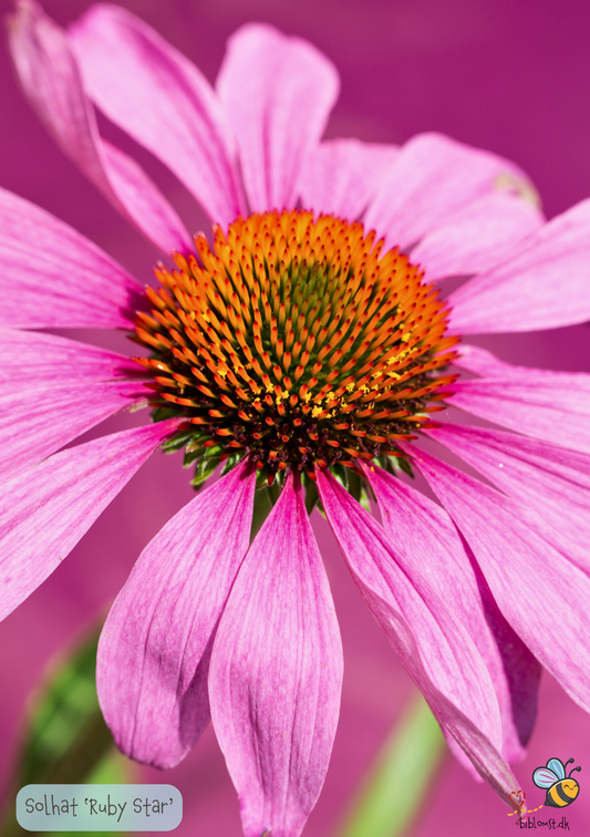 Solhat 'Ruby Star' Echinacea purpurea