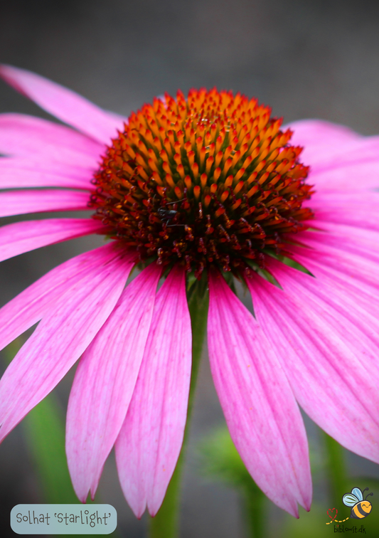 Solhat 'Starlight' Echinacea purpurea 'Starlight'