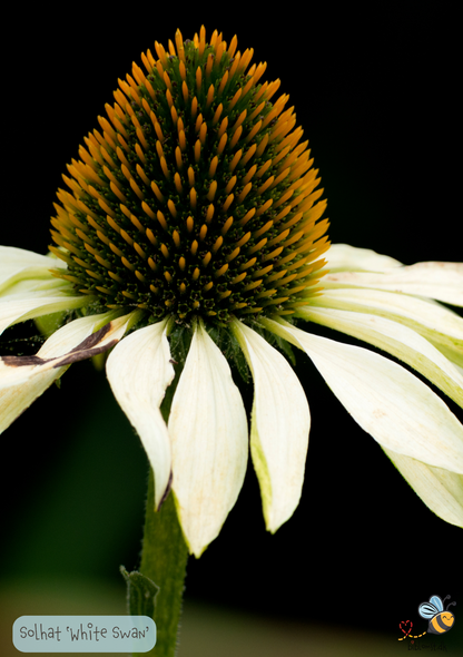 Solhat 'White Swan' - echinacea purpurea