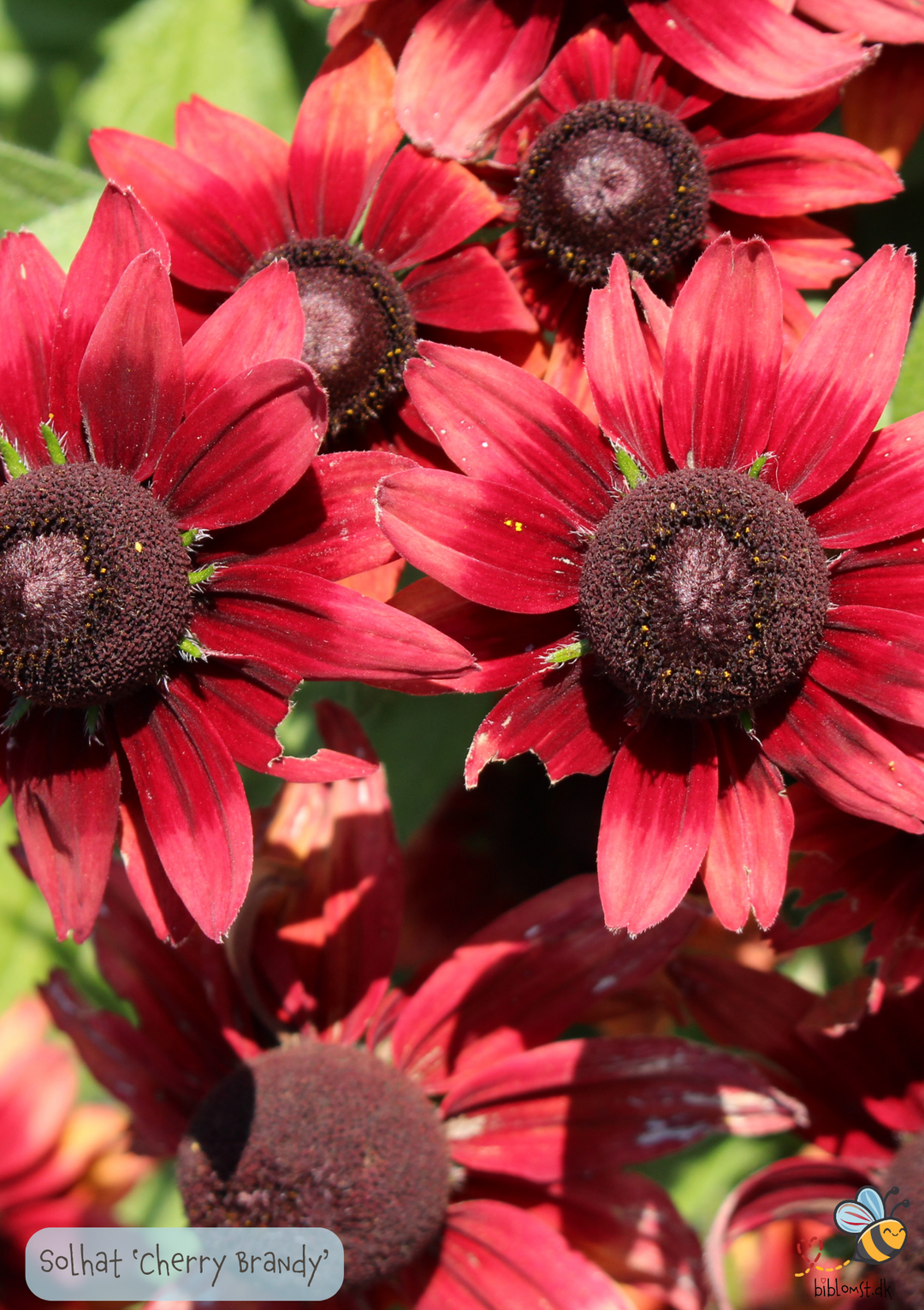 Solhat 'Cherry Brandy' – Rudbeckia hirta – biblomst