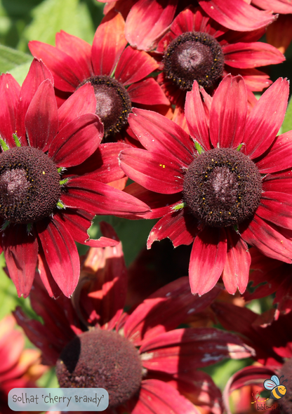 Solhat "cherry brandy" - rudbeckia hirta