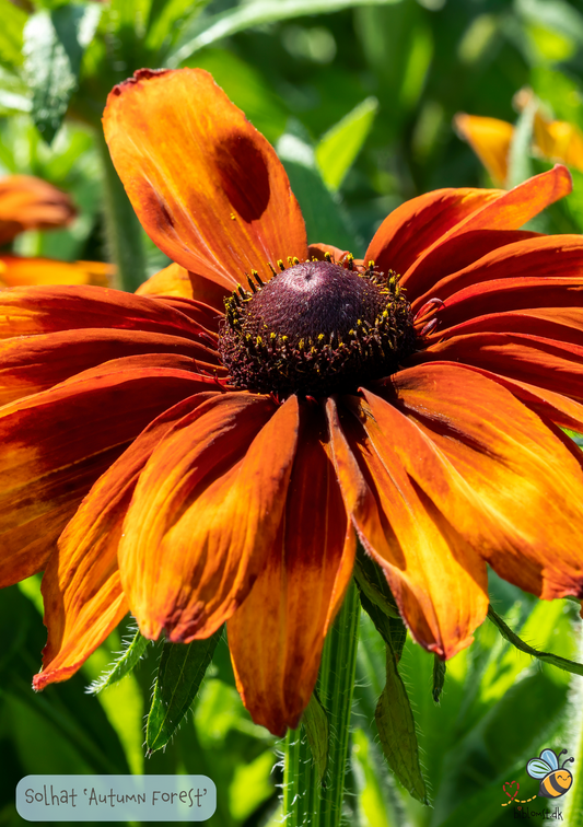 Solhatten 'Autumn Forest' Rudbeckia hirta