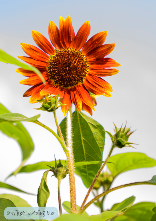 Solsikke - Helianthus annuus Evening Sun'