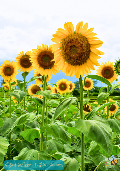 Solsikke Russian Mammoth - helianthus annuus