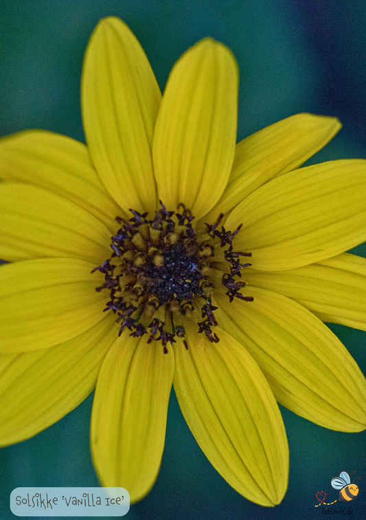 Solsikke Vanilla Ice - helianthus debilis