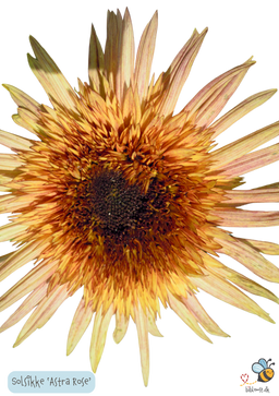 Solsikke "Astra Rose" - Helianthus annuus