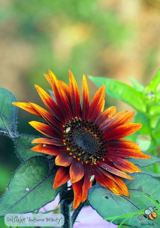 Solsikke 'Autumn Beauty' - Helianthus annuus