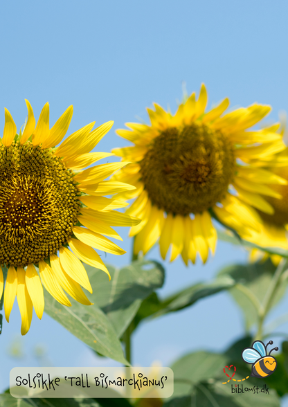 Solsikke – Helianthus annuus; ’Tall Bismarckianus’
