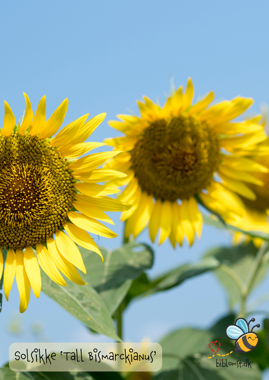 Solsikke – Helianthus annuus; ’Tall Bismarckianus’