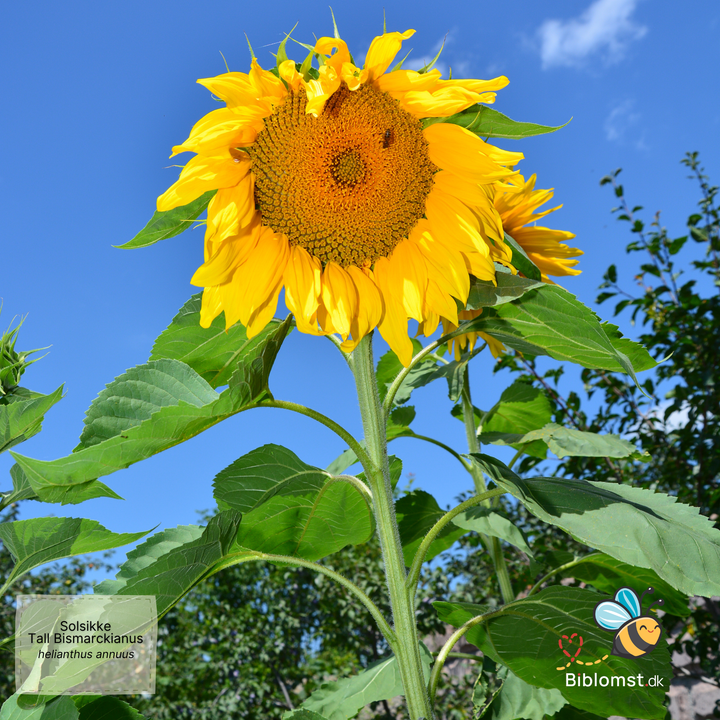 Solsikke – Helianthus annuus &