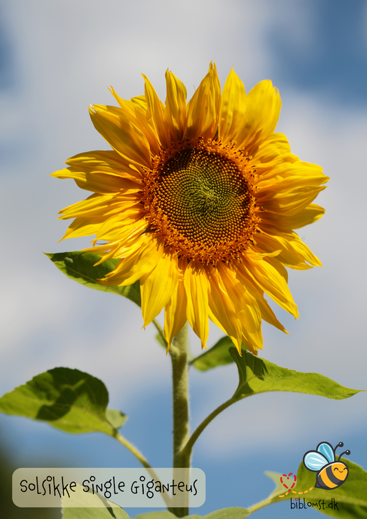 Solsikke – Helianthus annuus ’Uniflorus Giganteus’