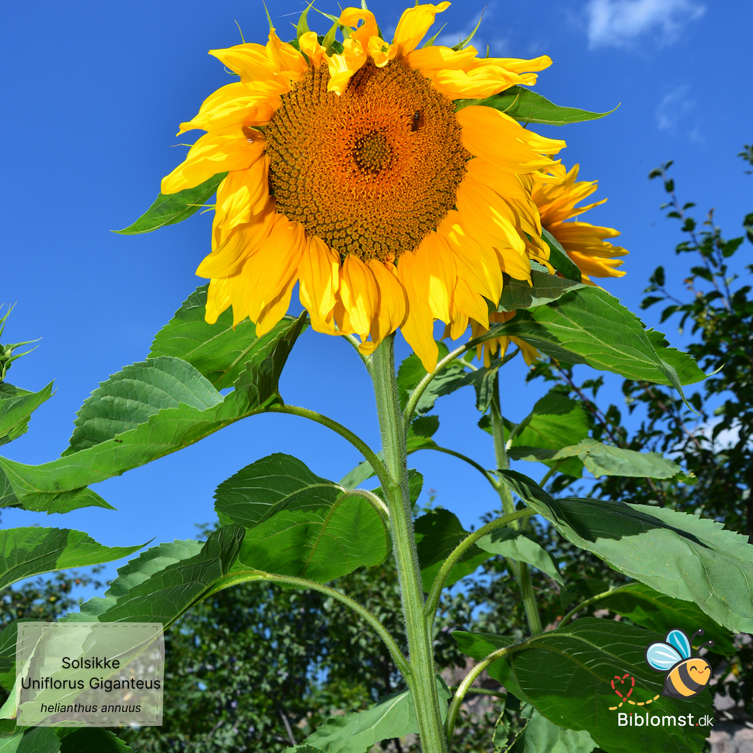 Solsikke – Helianthus annuus 'Uniflorus Giganteus'