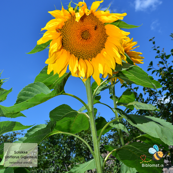 Solsikke – Helianthus annuus 'Uniflorus Giganteus'