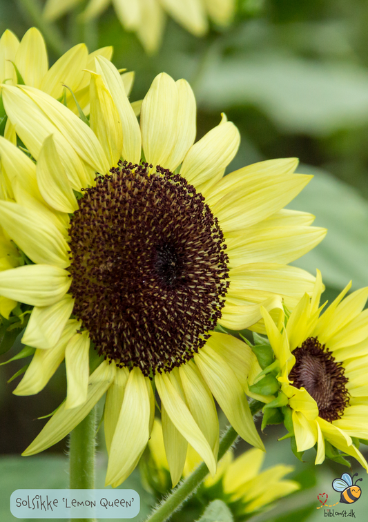 Solsikke, Lemon Queen - helianthus annuus