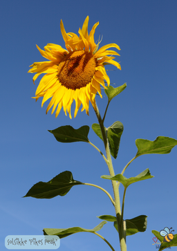 Solsikke ‘Pike’s Peak’ Konkurrencesolsikke - Helianthus annuus