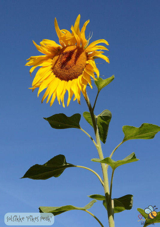 Solsikke ‘Pike’s Peak’ - Helianthus annuus