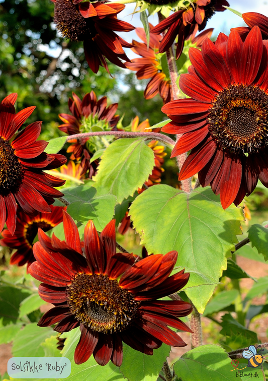 Solsikke 'Ruby' F1 Helianthus annuus