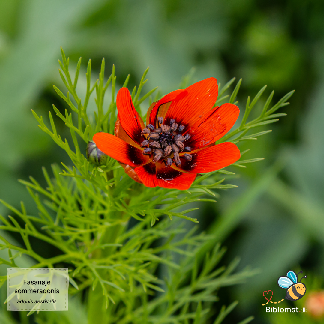 Sommeradonis - Fasanøje - Adonis aestivalis