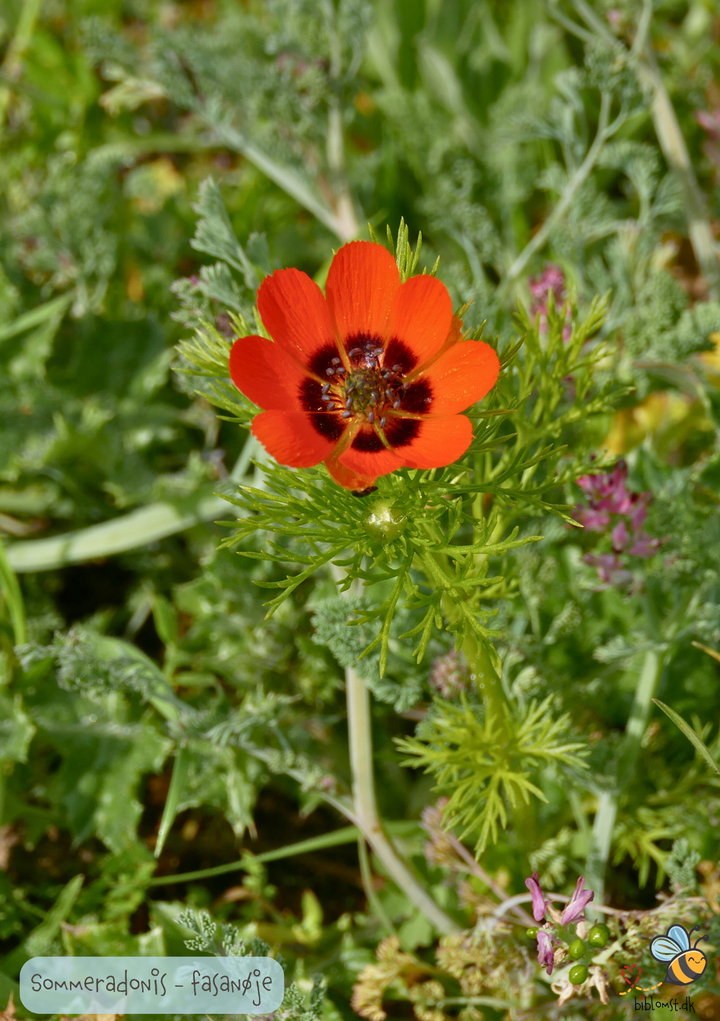 Sommeradonis - Fasanøje - Adonis aestivalis