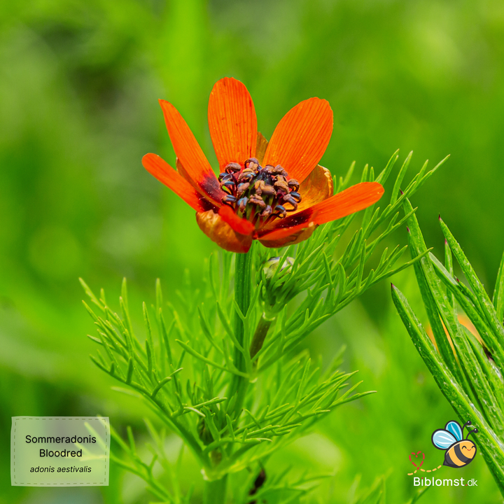 Sommeradonis &