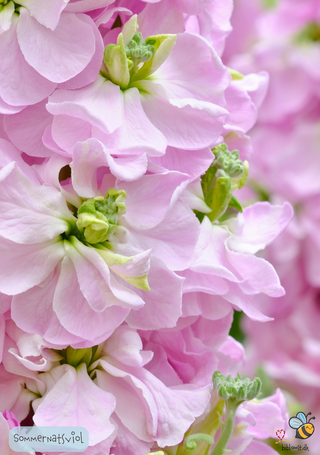 Sommernatsviol – Matthiola incana annua