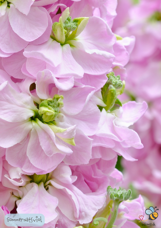 Sommernatsviol - Matthiola incana annua