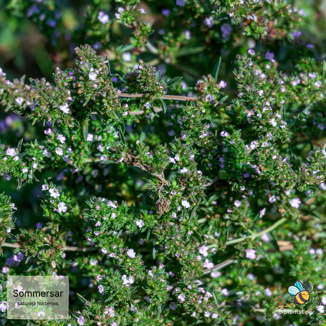 Bønneurt/Sommersar - satureja hortensis