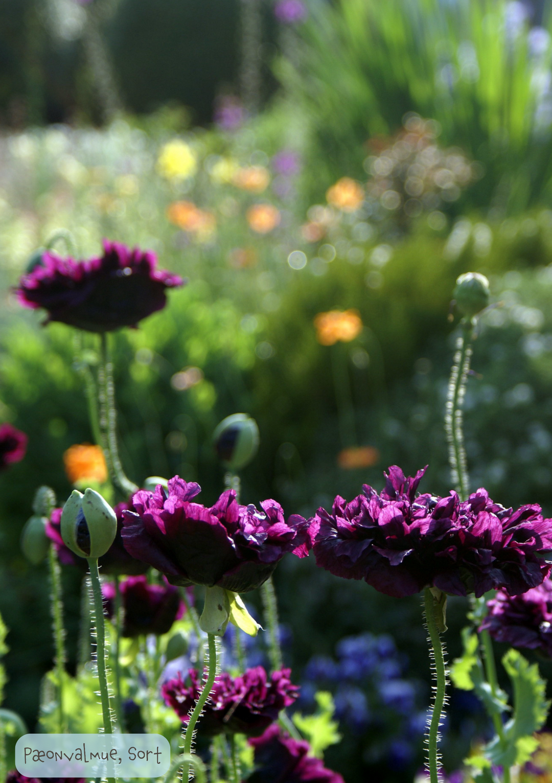 Sort Pæonvalmue - Papaver paeoniflorum 'Black Peony'